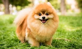 Pomeranian Dogs: Description and Complete Care Guide