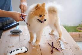 Pomeranian Dogs: Description and Complete Care Guide