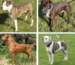 Pitbulls Dog Breed: Description and Complete Care Guide