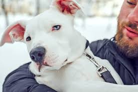 Pitbulls Dog Breed: Description and Complete Care Guide