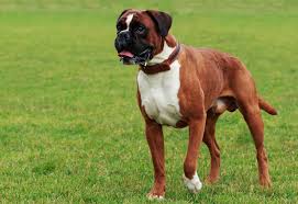 Boxer Dogs: Description and Complete Care Guide