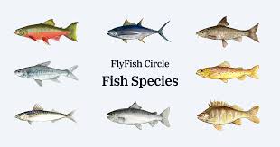 Introduction to Fisheries / Classes of Fish