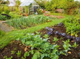 The Ultimate Step-by-Step Guide to Vegetable Gardening