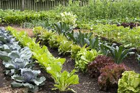 The Ultimate Step-by-Step Guide to Vegetable Gardening