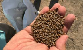 Home Made Medicated Fish Feeds and Storage of Medicated Feed