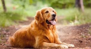 Golden Retriever Dogs: Description and Complete Care Guide