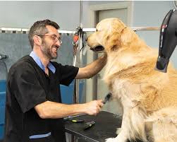 Golden Retriever Dogs: Description and Complete Care Guide