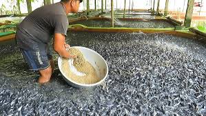 What is Medicated Fish Feed in Catfish Production