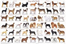 History, Domestication, Physical Traits, & Breeds of Dogs