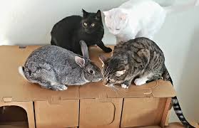 Cats and Rabbits can be Friends