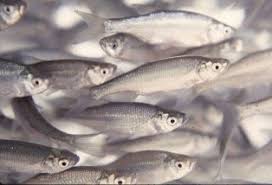 Nutritional Requirements of Fishes for Optimum Performance