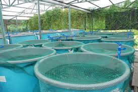 The Importance of Water Quality in Aquaculture