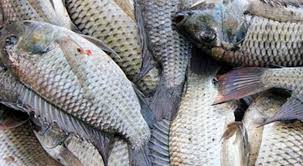 Fish Health and Disease Management