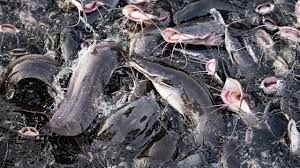 Practical Ways of Ensuring Sustainable Fish Production