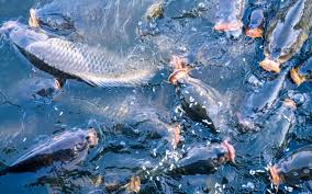 Practical Ways of Ensuring Sustainable Fish Production Practical Ways of Ensuring Sustainable Fish Production