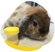 Importance of Rabbit Urine and How to Use it