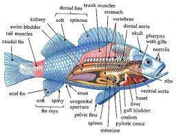 Morphology and Basic Structures of Fisheries