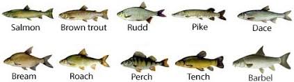 Morphology and Basic Structures of Fisheries