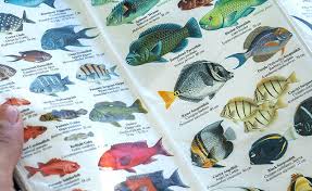 Understanding Fish Identification Process