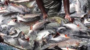 Economic Importance of Fishes and Fish Farming Business