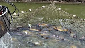 Economic Importance of Fishes and Fish Farming Business