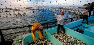 Major Constraints to Satisfying Increasing Demand for Fish