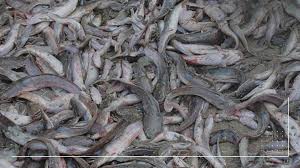 Major Constraints to Satisfying Increasing Demand for Fish