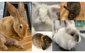 Common Rabbit Diseases and How to Cure them