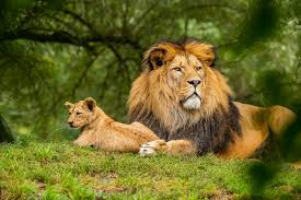 The Economic Importance of Wildlife The Economic Importance of Wildlife
