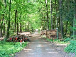 Economic Importance of Forests and Forest Products