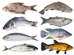 Classification and Types of Fish Classification and Types of Fish