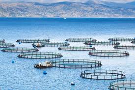 Aquaculture (Aqua farming) as a Fisheries Technique and Types of Aquaculture