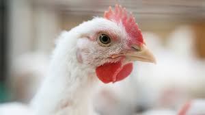 Fungal Diseases of Poultry: Symptoms, Control, and Treatments