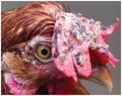 Fungal Diseases of Poultry: Symptoms, Control, and Treatments