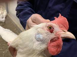 Viral Diseases of Poultry: Symptoms, Control, and Treatments