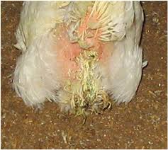 Viral Diseases of Poultry: Symptoms, Control, and Treatments