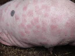 Erysipelas in Pigs: Causes, Signs and Methods of Treatment