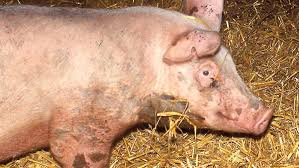 Erysipelas in Pigs: Causes, Signs and Methods of Treatment