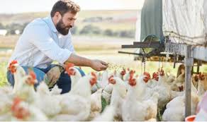 Farm Management Practices and Hygiene in Poultry Production