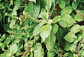 15 Healing Powers of Scent Leaf (Ocimmum gratissimum)