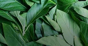 29 les Pouvoirs de Guérison de Bitterleaf (Vernonia Amygdalina)