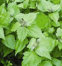 Healing Powers of Siam Weed (Awolowo Leaves) 