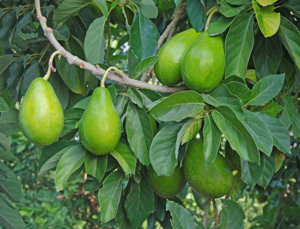Avocado (Persea americona)