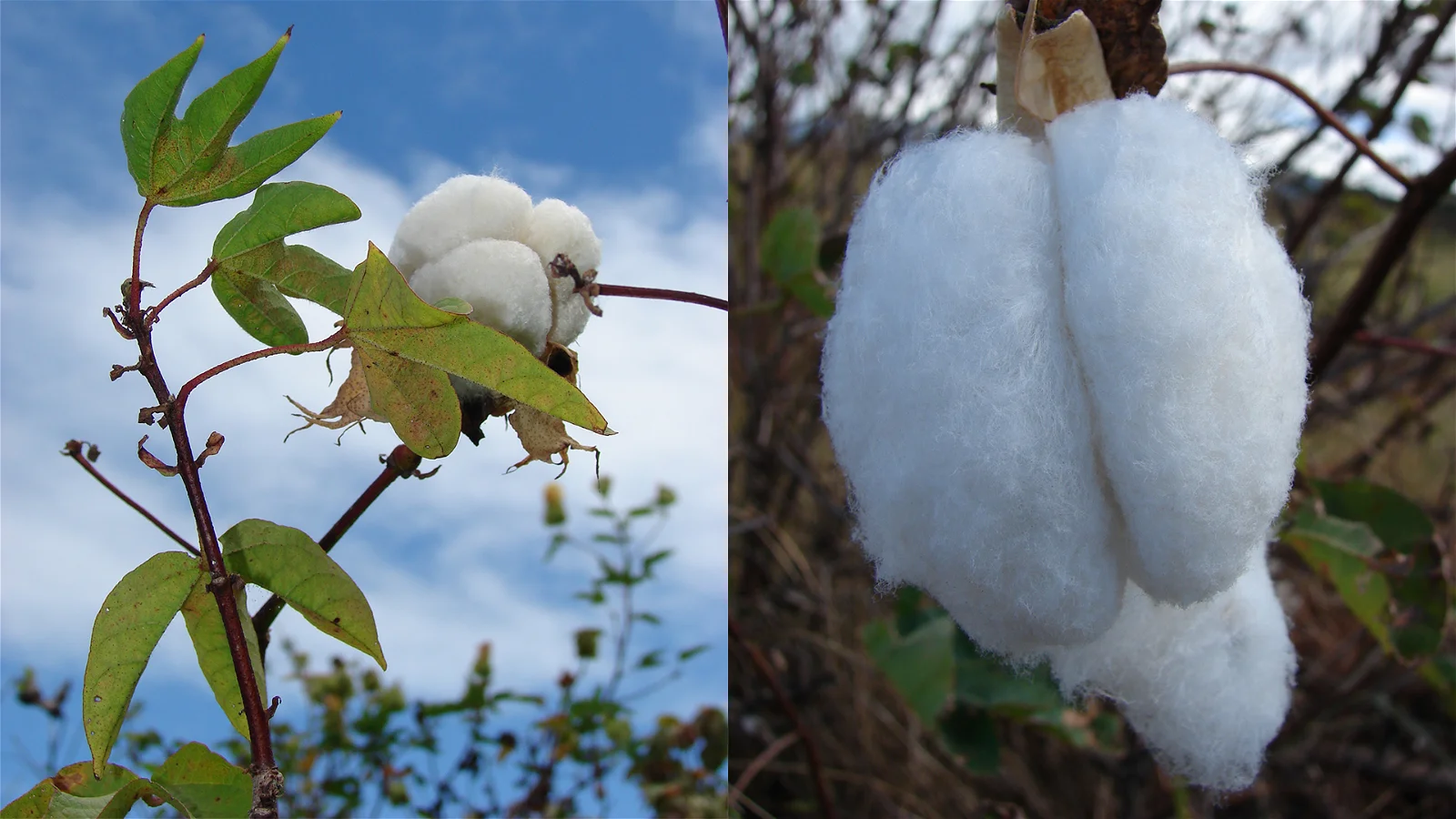 Cotton (Gossypium spp.)