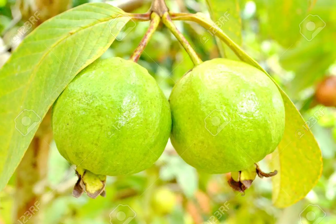 Guava (Psidium guajava)