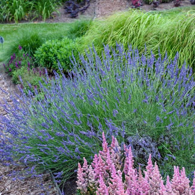 Lavender Flower Complete Growing Guide