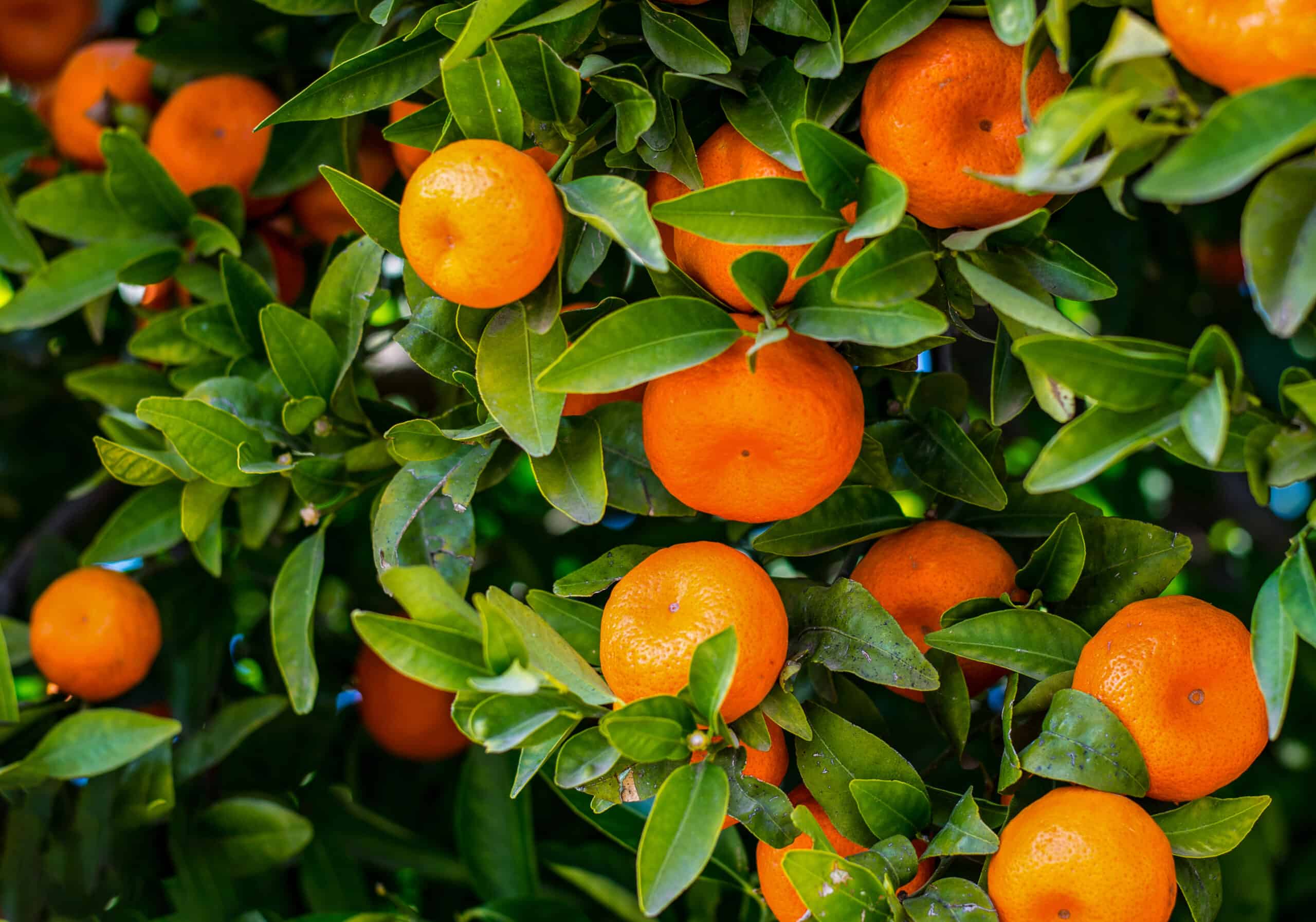 Tangerine and Mandarin (Citrus reticulata)