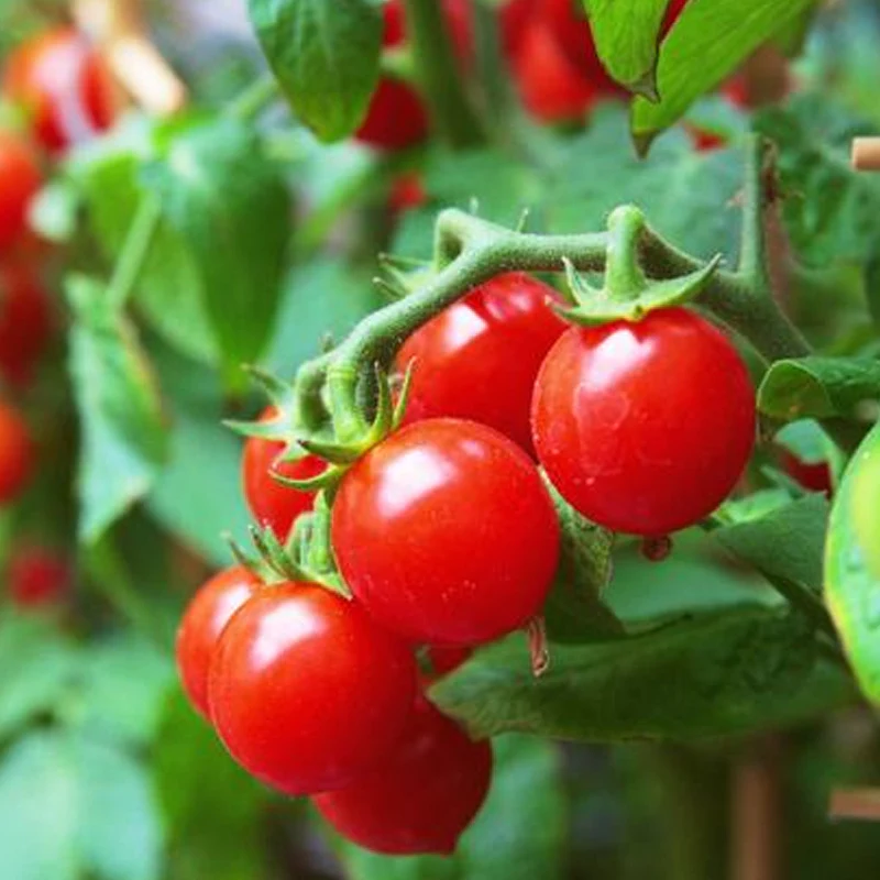 Tomato (Lycopersicum esculentum)