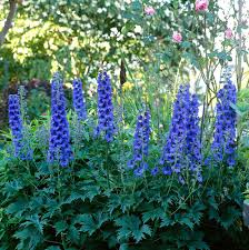 Delphinium Flowers (Delphis): All You Need To Know About 