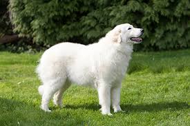 Maremma Sheepdog: Description and Complete Care Guide